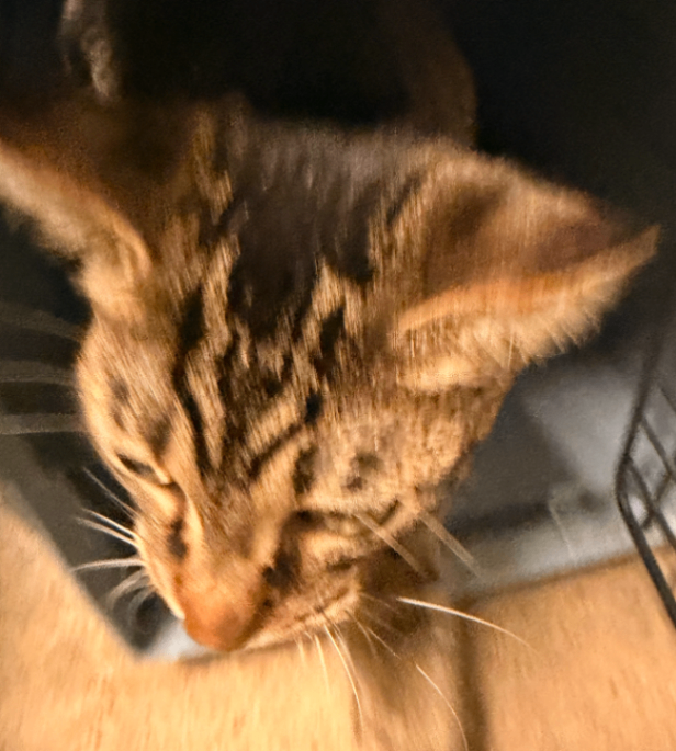 Huey - Cat